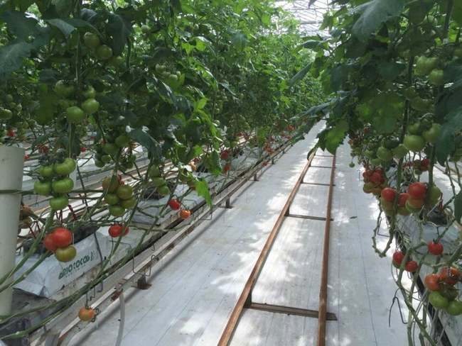 日本西红柿无土栽培